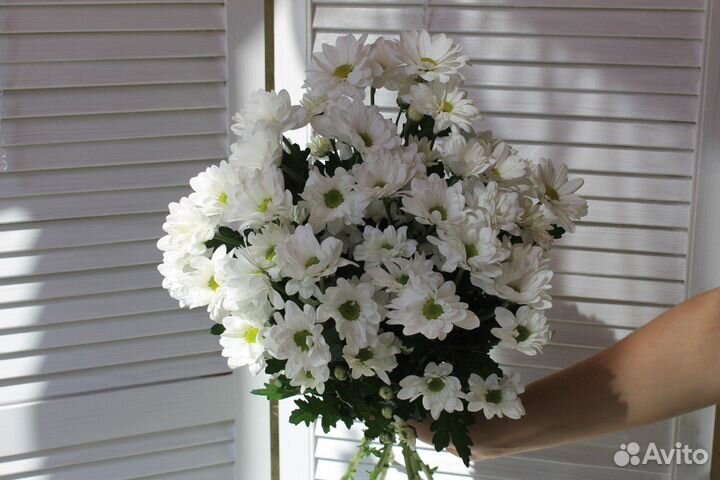 Хризантема Кеннеди