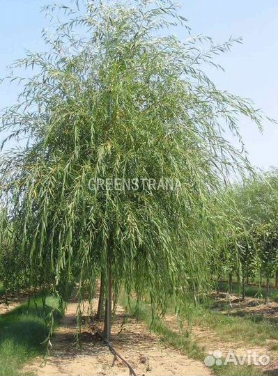 Ива белая Salix alba/200-300 см