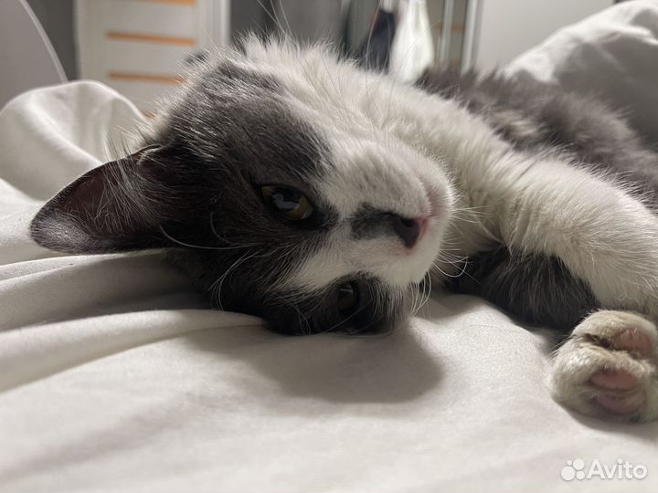 Кошка в добрые руки