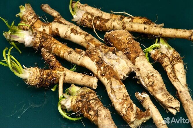 Хрен домашний