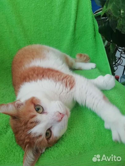 Замечательный кот Оскар