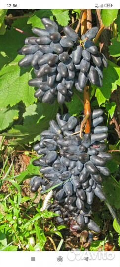 Черенки и саженцы винограда