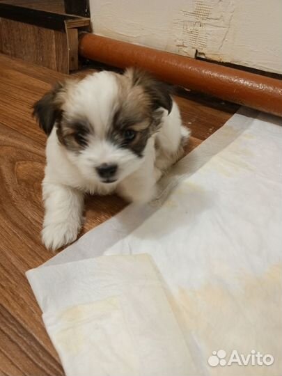 Собака маленькая порода