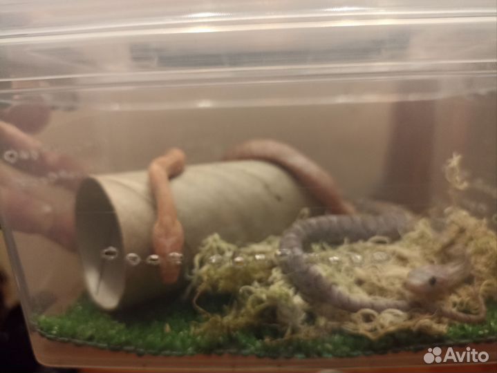 Змея маисовый полоз