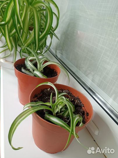 Хлорофитум кудрявый