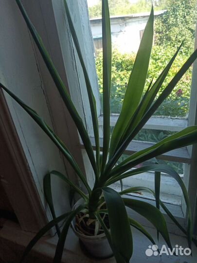 Фикус отросток или целое растение, Юкка