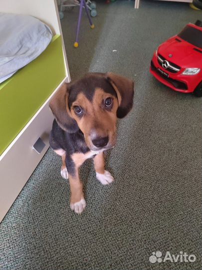 Щенки бигль