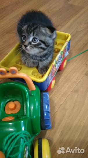 Чудный котёнок-мальчик в дар с гарантией