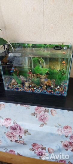 Аквариум