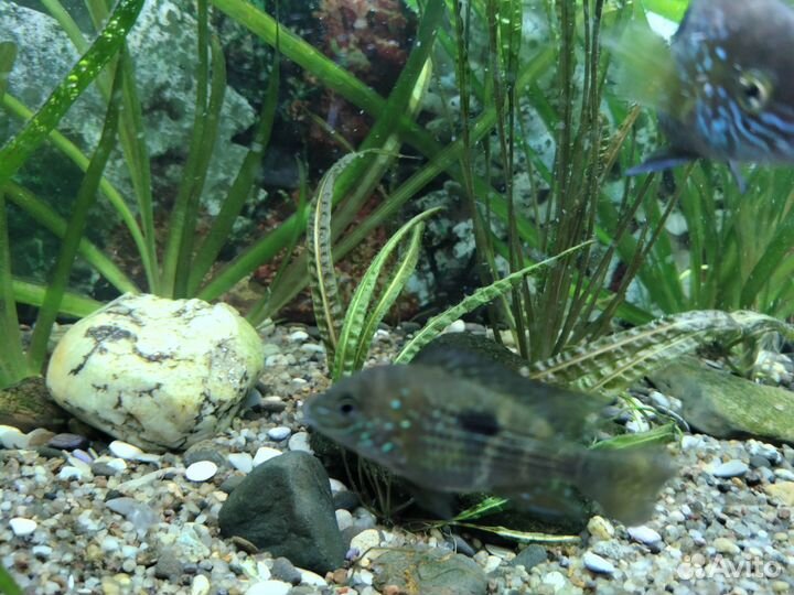 Акара бирюзовая