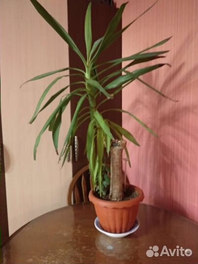 Юкка пальма