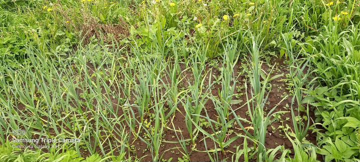 Дом 86,7 м² на участке 50 сот.