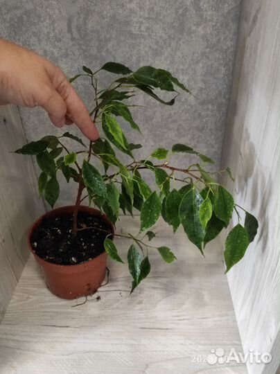 Комнатное растение Фикус пестролистный