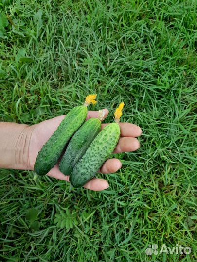 Огурцы свежие