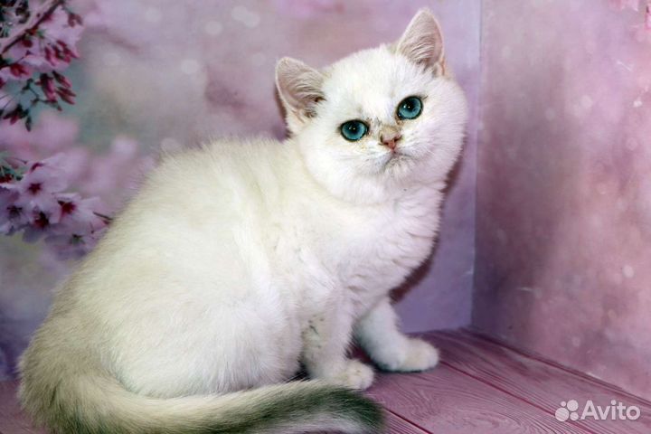 Серебристая британская шиншилла колор поинт