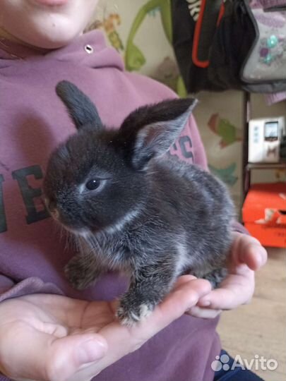 Кролик баран вислоухий