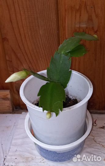 Ростки цветков декабрист