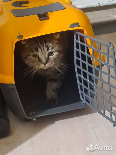 Переноска для кошек новая