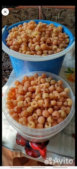 Саженцы желтой малины