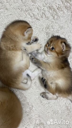 Шотландская золотая шиншилла