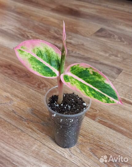 Комнатные растения цветы