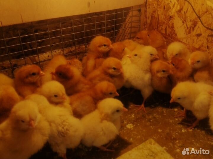 Цыплята кур несушек, красивые здоровые