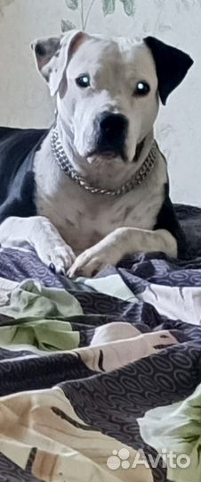 Щенки питбуля