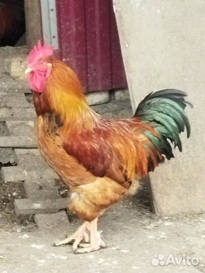 Петухи и индоутки