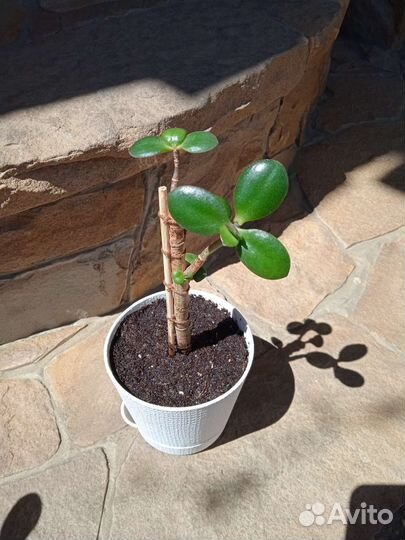 Суккуленты. Крассула: Овата Минор (денежное древо)