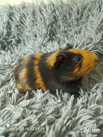 Морские свинки