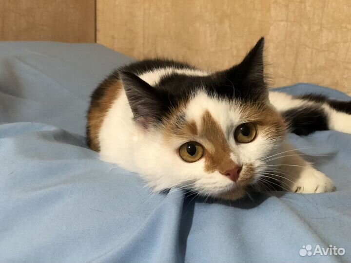 Юная кошечка с блестящей шестью