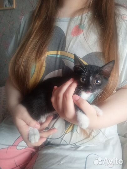 Котёнок