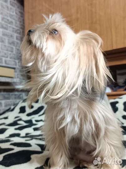 Щенки чорки