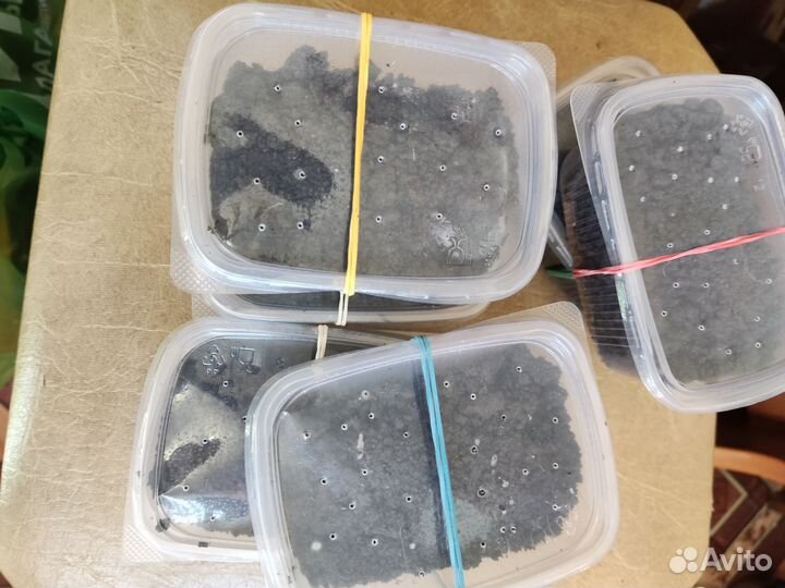 Черви выползки для рыбалки