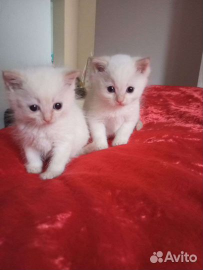 Два котика
