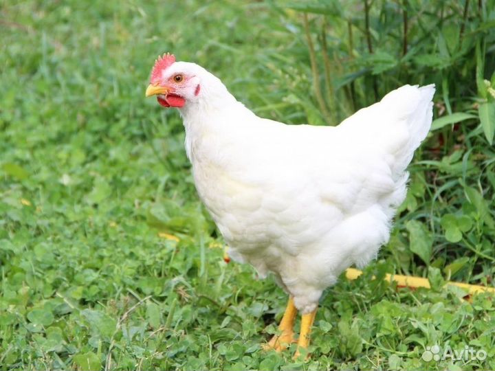 Куры несушки