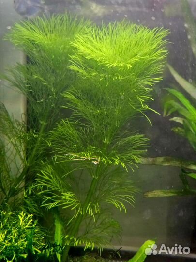 Мох и растения аквариумные
