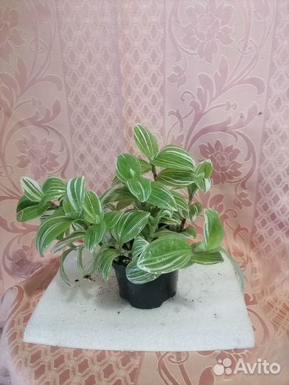 Традесканции, пилеи