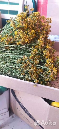 Зверобой сушеный