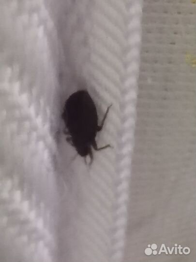 Дезинфекция