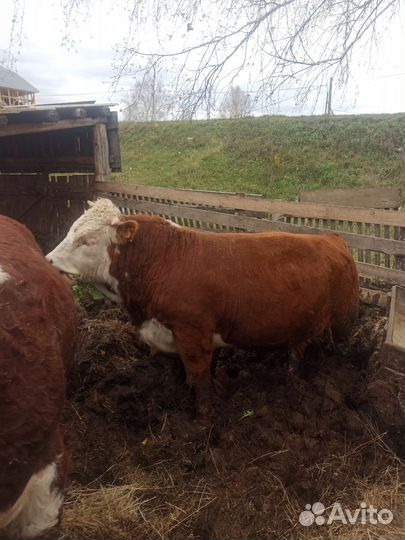 Быки Герефорды