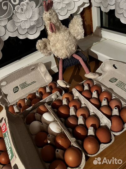 Яйцо домашнее