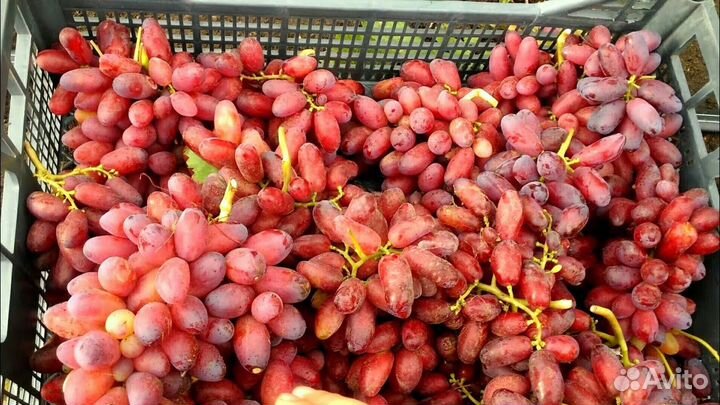 Саженцы Винограда Изюминка