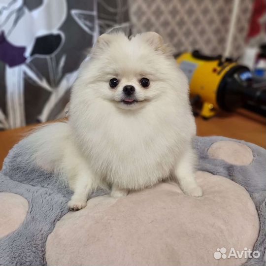 Щенок померанского шпица