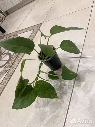 Эпипремнум