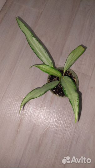 Аглаонема Вайт Ленс