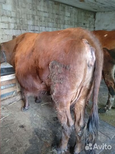 Корова на мясо