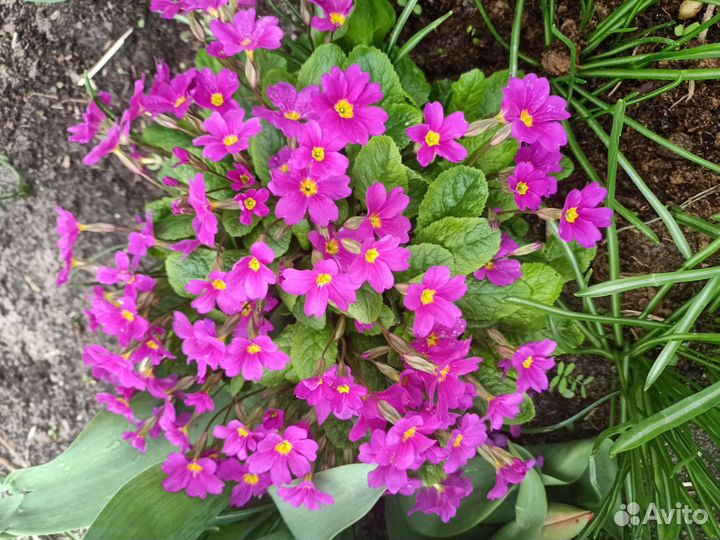 Цветы для сада