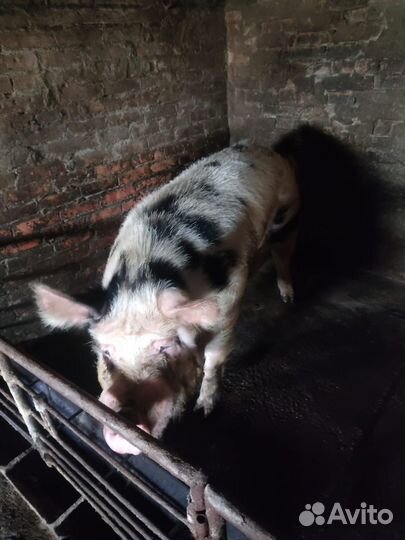 Продаётся хряк