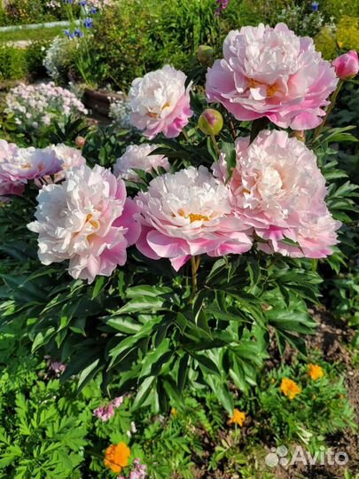 Пионы травянистые